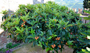 N flier Vari t s Plantation Culture Et Entretien Jardiland