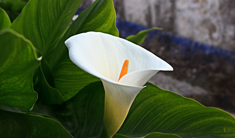 Quand et comment planter les bulbes à fleurs ? - Jardiland