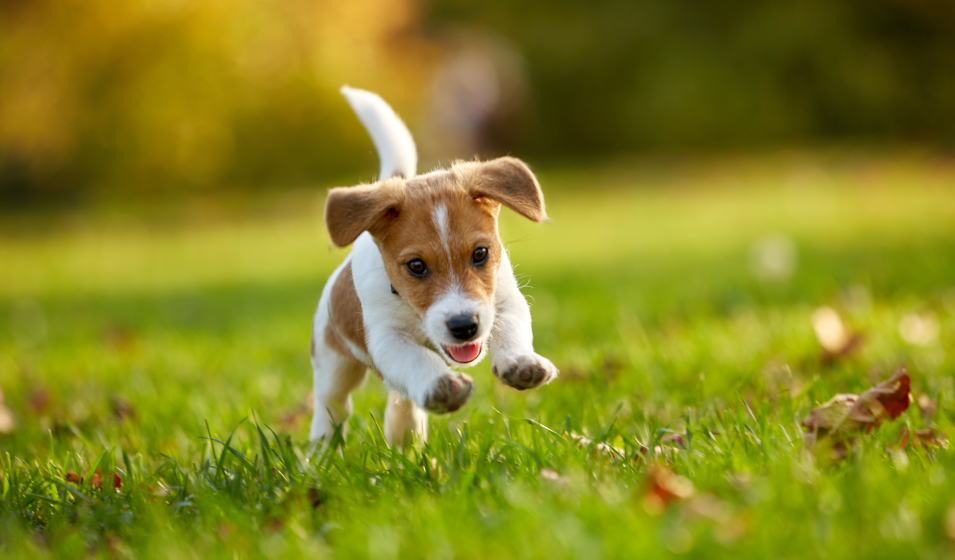 chiot