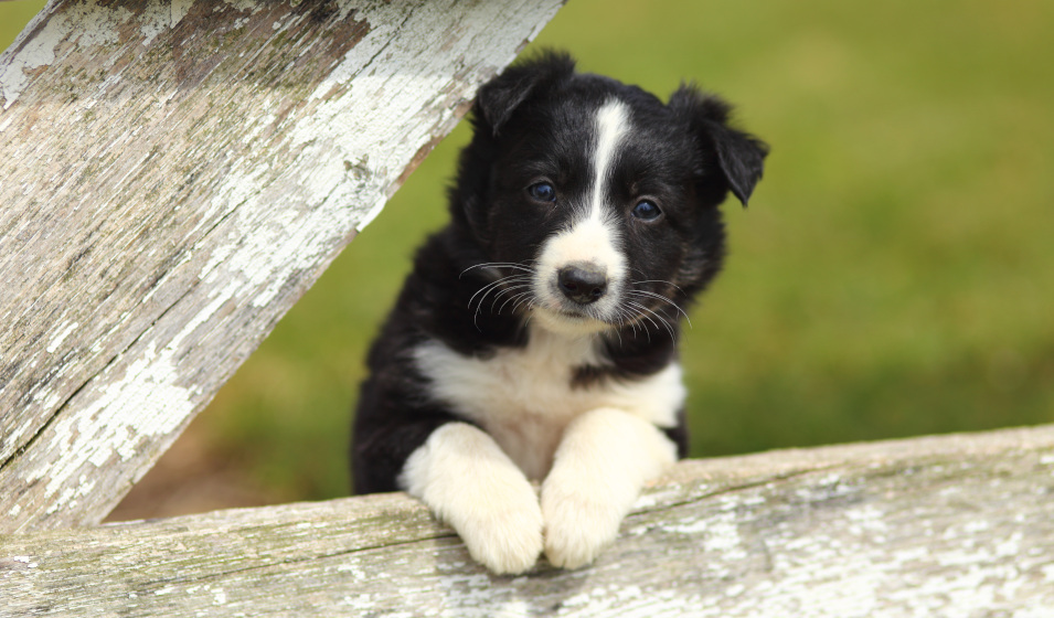 Un chiot border collie noir et blanc les pattes sur une clôture en bois