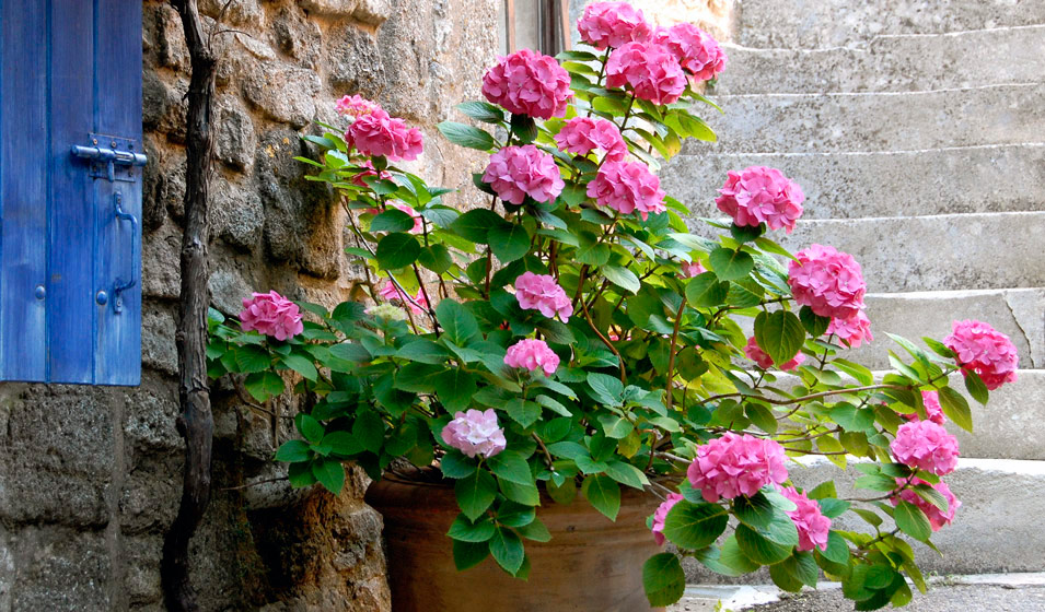 Hortensia en pot