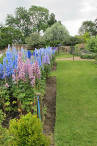 Une collection de delphiniums