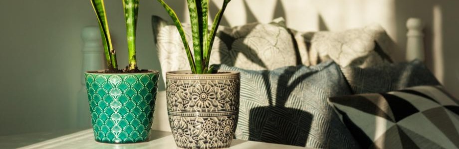 Des pots de fleur dépareillés pour souligner les 2 sansevières