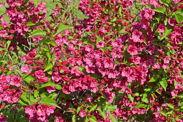Le weigelia est un arbuste florifère