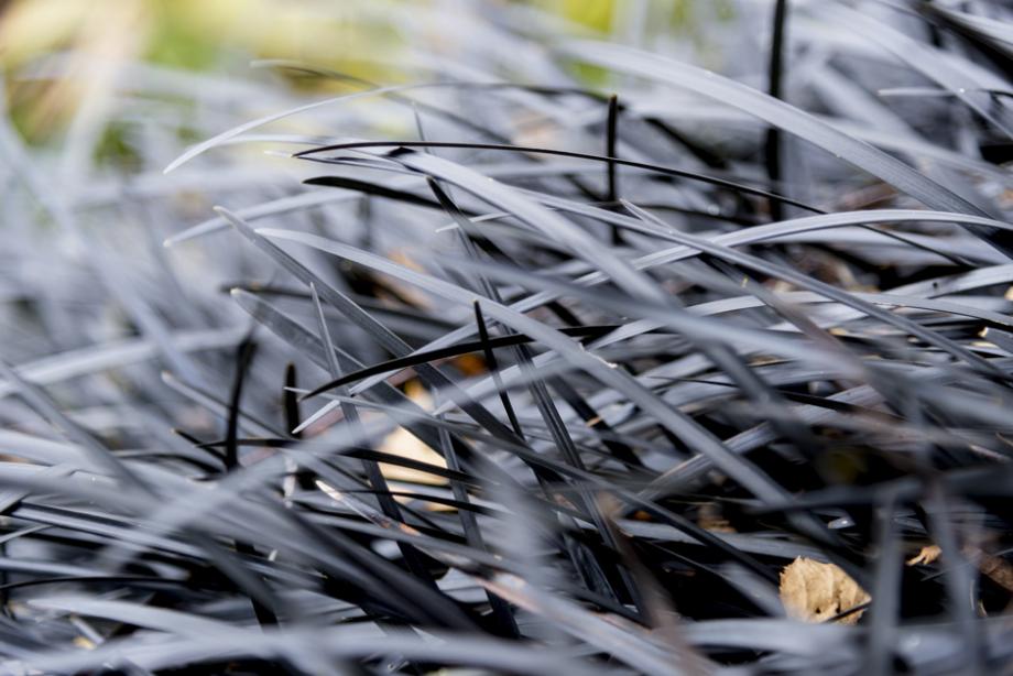 Ophiopogon