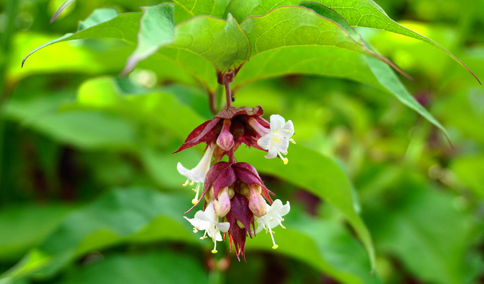 Leycesteria