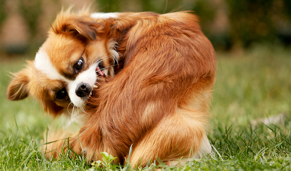 Mon chien peut-il souffrir d’allergies printanières ?