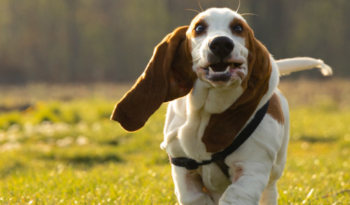 chien