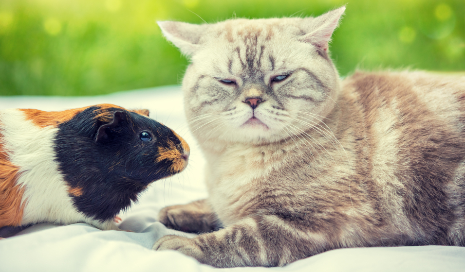 Faire cohabiter cochon d'Inde et chat