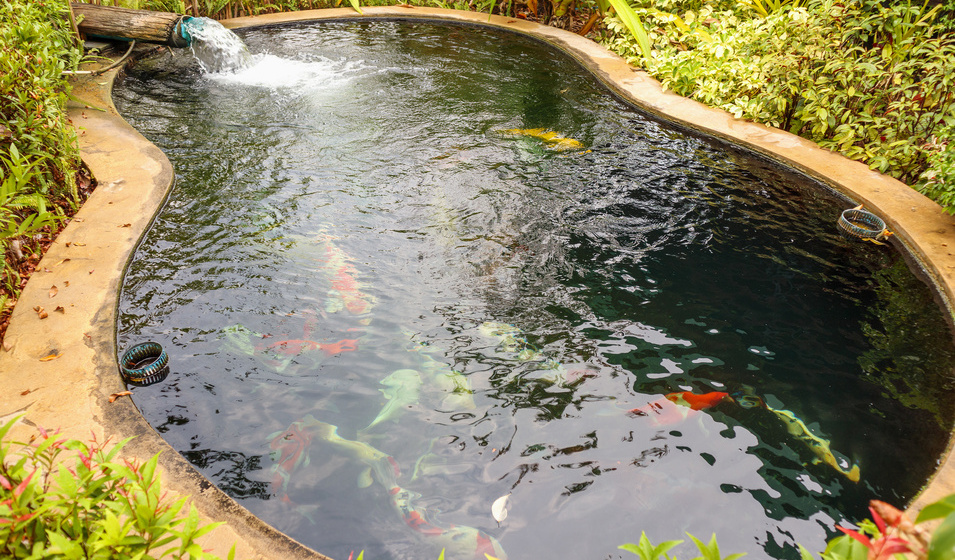 Quelles plantes aquatiques pour un bassin de jardin ? - Jardiland