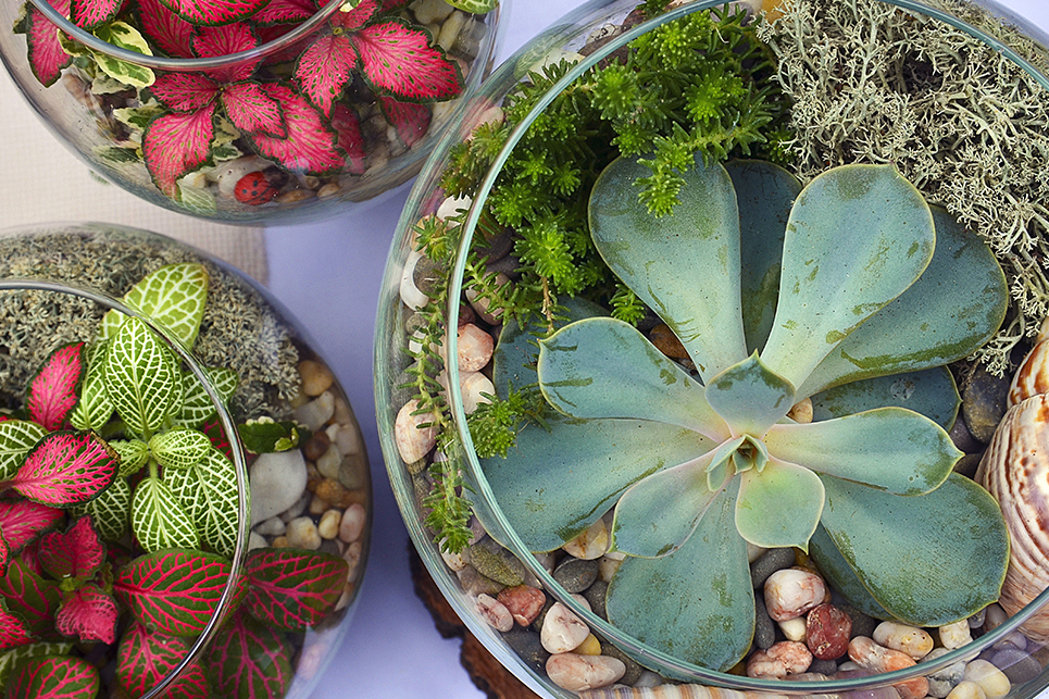 Quelles plantes choisir pour un terrarium ?