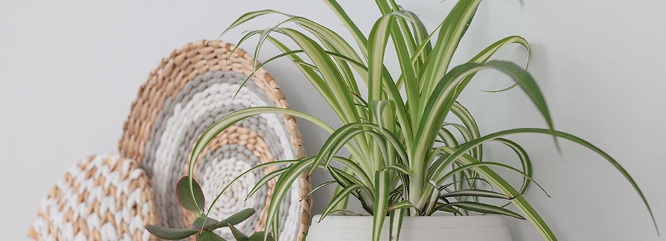 Chlorophytum ou plante araignée