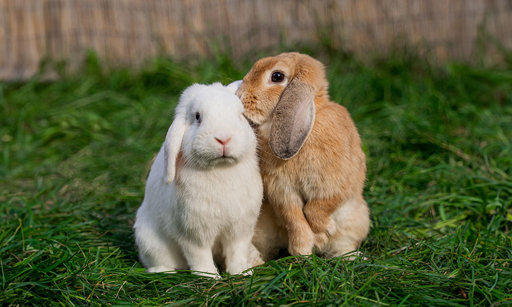 Le lapin appréciera beaucoup la présence d'un congénère