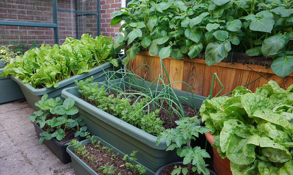 Cultivables et récoltables par tous
