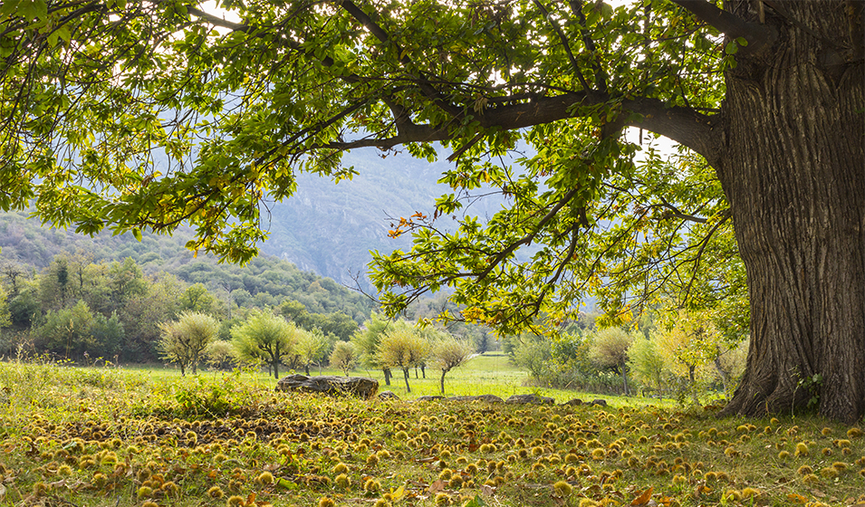 Châtaignier plantation, entretien et taille Jardiland