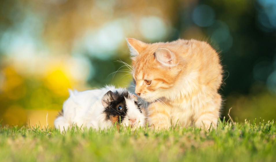 Faire cohabiter cochon d'Inde et chat
