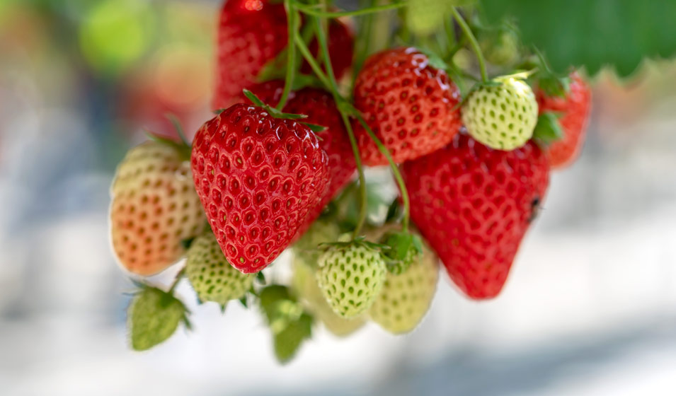 fraisier