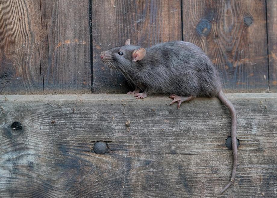 Piège à Souris Pièges à Rats, 10 Plaques Collantes Souris, Plaques de glu  Anti Souris Anti Rat - Grande Taille 8x12 : : Jardin