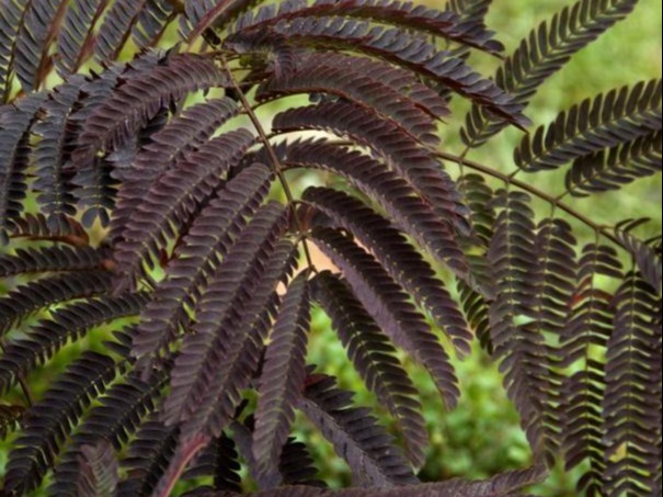 Albizia ‘Summer Chocolate’