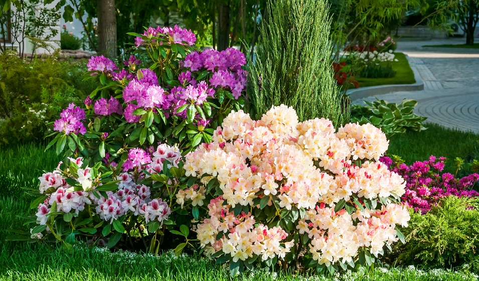 Comment entretenir un rhododendron ? - Jardiland