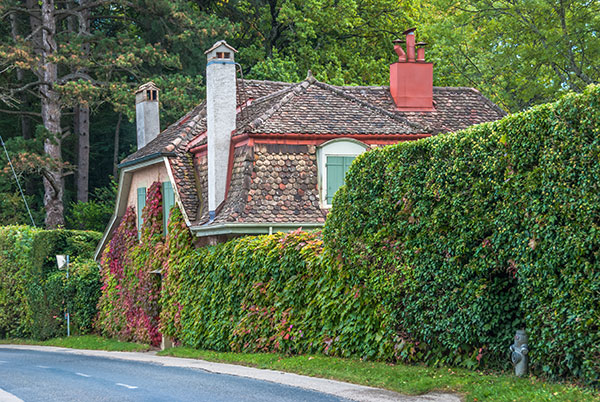La haie monospécifique peut être conduite sur un mur
