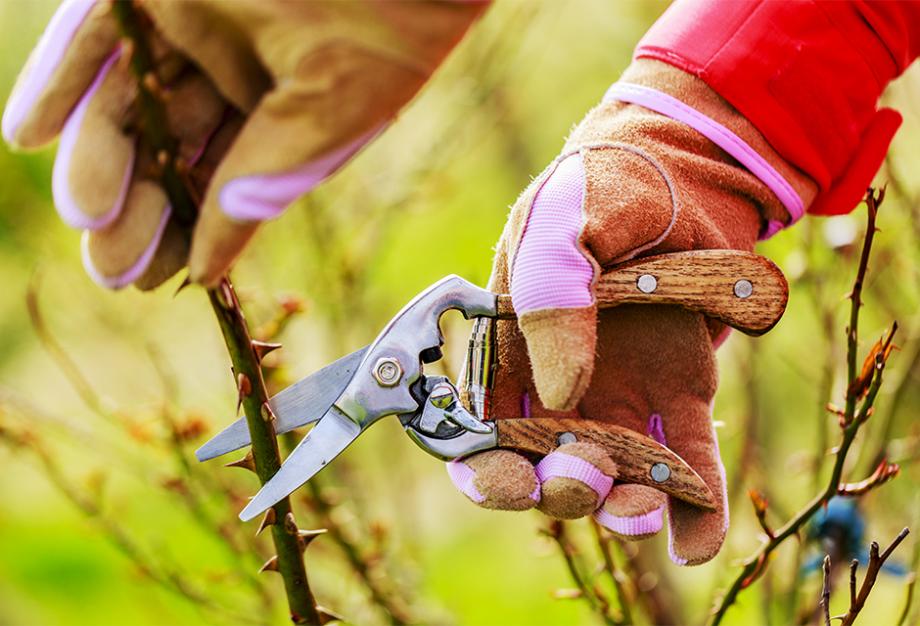 10 astuces pour obtenir de beaux rosiers - Gamm vert
