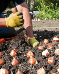 Planter les bulbes à différentes saisons selon leur floraison