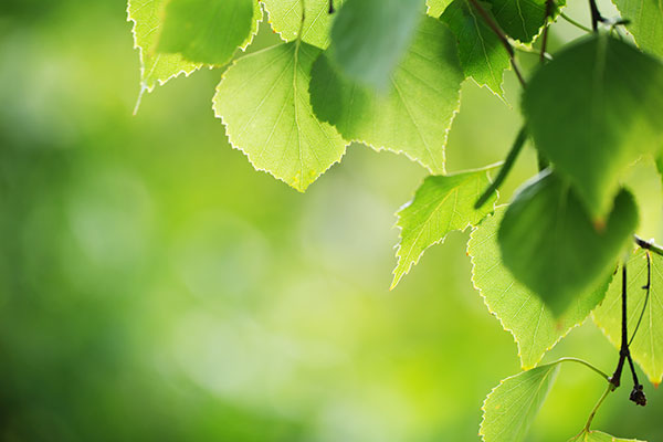 Les élèments nutritifs sont la nourriture des plantes