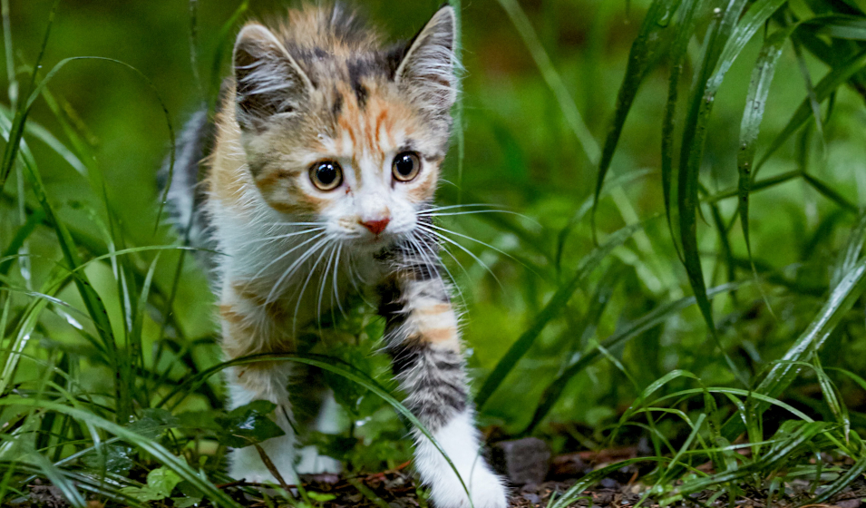 chat