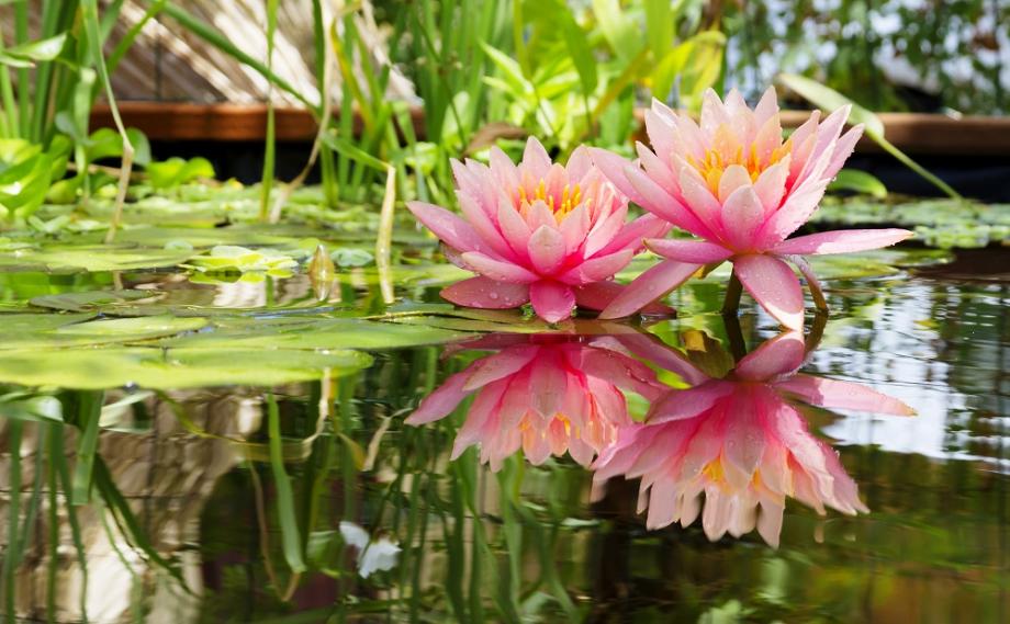 Les plantes aquatiques jouent un rôle important dans l’équilibre du bassin