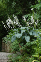 Hosta en fleur