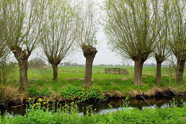 Tailler un arbre