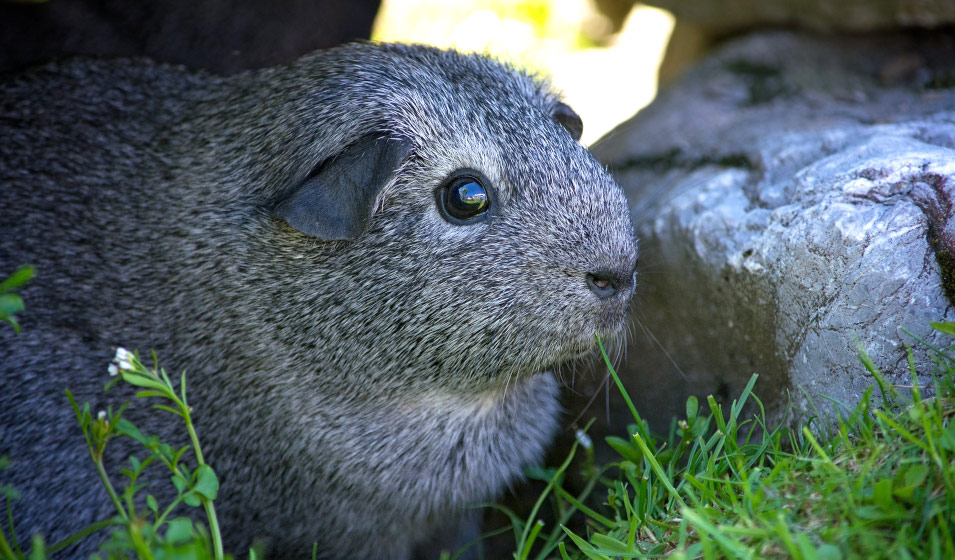 Le cochon d’Inde gris ou agouti argenté