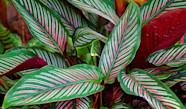Taches Jaunes Feuilles Calathea At Jack Moon Blog Taches Jaunes Feuilles Calathea At Jack Moon Blog