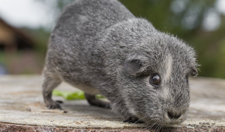 Le cochon d’Inde gris ou agouti argenté