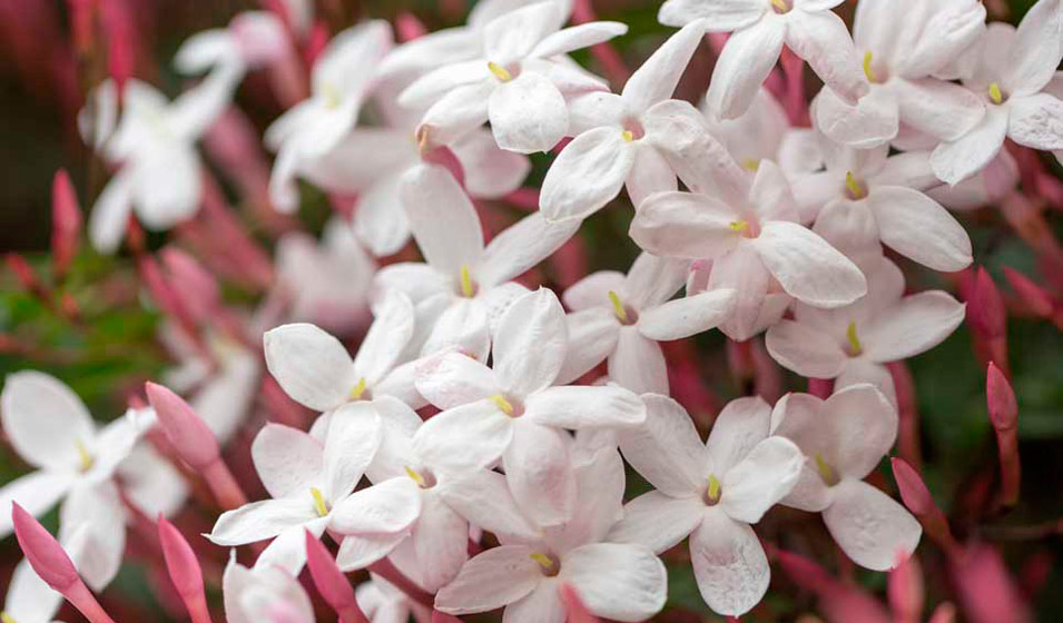 Jasmin