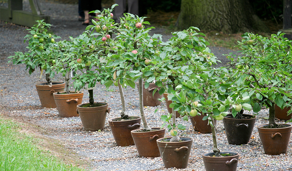Pot pour plantes Apple Naturel