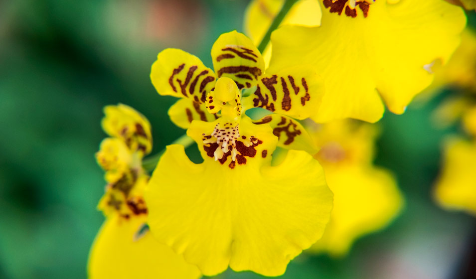 orchidée Oncidium
