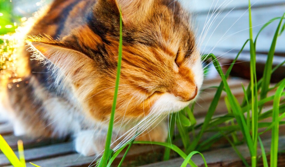 Chat