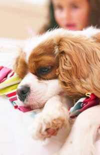 Le Cavalier King Charles