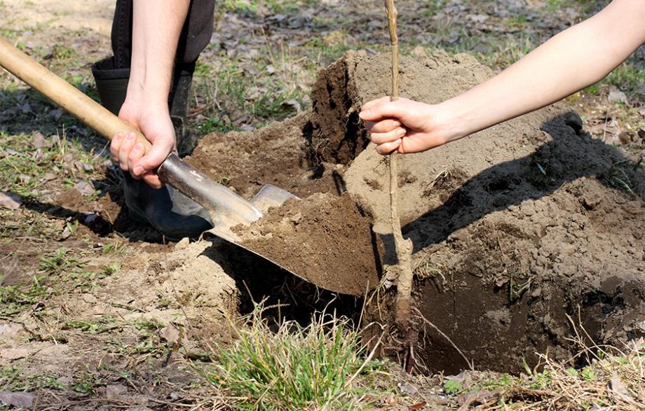 planter l'abricotier