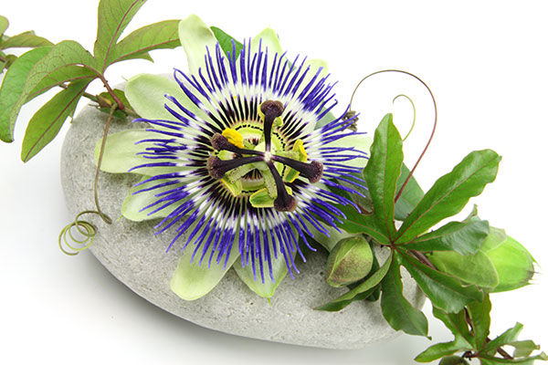 La passiflore est une plante grimpante