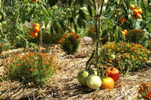 L'oeillet d'Inde est une bonne plante compagne de la tomate