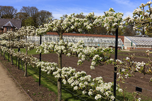 Un pommier en fleur taillé en espalier