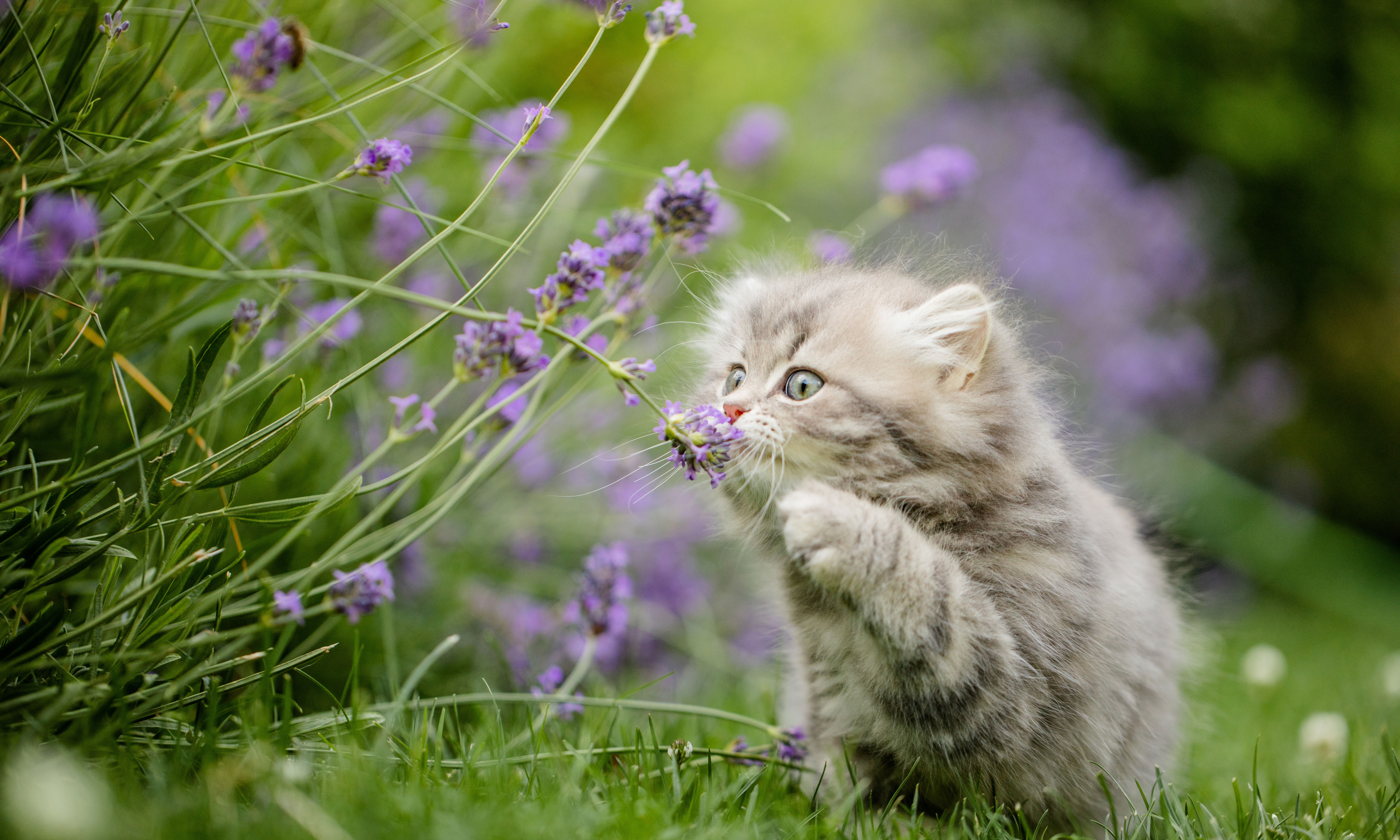 Le chat et les plantes du jardin et de la maison - Gamm vert