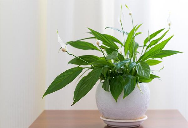Plante d'intérieur - Spathiphyllum + Pot Blanc - Vente en ligne au meilleur  prix