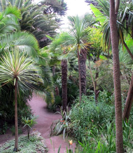 Palmiers : lequel choisir pour mon jardin ? Nos conseils
