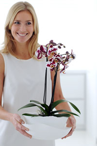 Rempotage de l'orchidée : comment rempoter votre plante ?