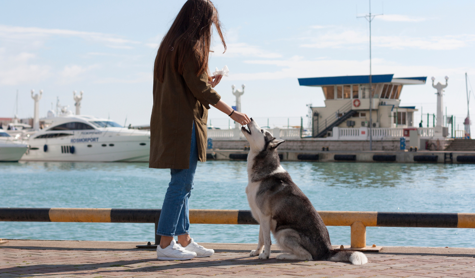 chien