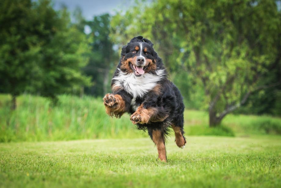 Un chien libre de ses mouvements